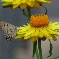 Jalmenus ictinus (Stencilled Hairstreak) at Acton, ACT - 29 Mar 2022 by Christine