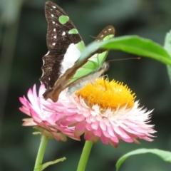 Graphium macleayanum (Macleay's Swallowtail) at Acton, ACT - 29 Mar 2022 by Christine