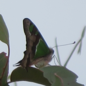 Graphium macleayanum at Ainslie, ACT - 29 Mar 2022