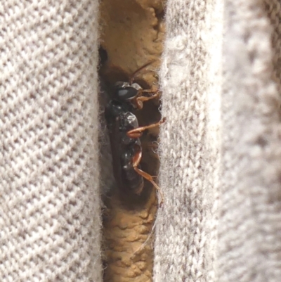 Unidentified Sand or digger wasp (Crabronidae or Sphecidae) at Braemar, NSW - 30 Mar 2022 by Curiosity