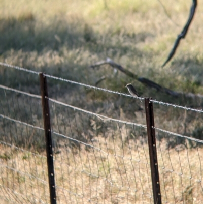 Microeca fascinans (Jacky Winter) at Holbrook, NSW - 29 Mar 2022 by Darcy