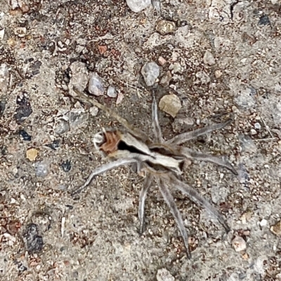 Argoctenus sp. (genus) (Wandering ghost spider) at Stromlo, ACT - 30 Mar 2022 by WindyHen