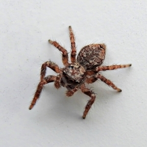 Servaea sp. (genus) at Crooked Corner, NSW - 4 Mar 2022