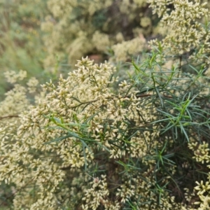 Cassinia quinquefaria at O'Malley, ACT - 30 Mar 2022