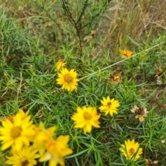 Xerochrysum viscosum (Sticky Everlasting) at O'Malley, ACT - 30 Mar 2022 by Mike