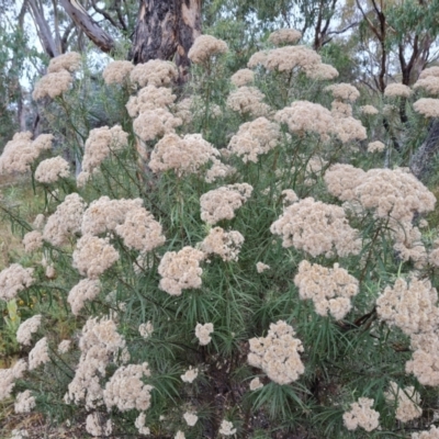 Cassinia longifolia (Shiny Cassinia, Cauliflower Bush) at Mount Mugga Mugga - 30 Mar 2022 by Mike