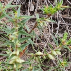 Melichrus urceolatus (Urn Heath) at O'Malley, ACT - 30 Mar 2022 by Mike