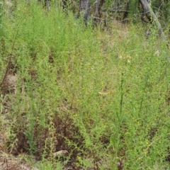 Dittrichia graveolens (Stinkwort) at Jerrabomberra, ACT - 30 Mar 2022 by Mike