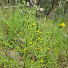 Dittrichia graveolens at Jerrabomberra, ACT - 30 Mar 2022 03:58 PM