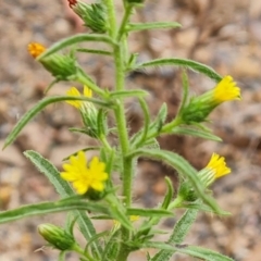 Dittrichia graveolens at Jerrabomberra, ACT - 30 Mar 2022