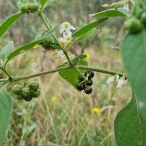 Solanum chenopodioides at O'Malley, ACT - 30 Mar 2022 04:09 PM