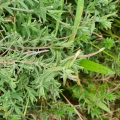 Epilobium billardiereanum subsp. cinereum (Variable Willow-herb) at Jerrabomberra, ACT - 30 Mar 2022 by Mike