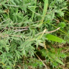 Epilobium billardiereanum subsp. cinereum (Hairy Willow Herb) at Mount Mugga Mugga - 30 Mar 2022 by Mike