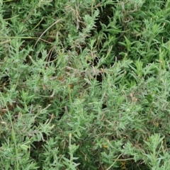 Epilobium billardiereanum subsp. cinereum at Jerrabomberra, ACT - 30 Mar 2022 04:17 PM