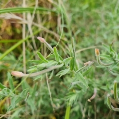 Epilobium billardiereanum subsp. cinereum at Jerrabomberra, ACT - 30 Mar 2022 04:17 PM