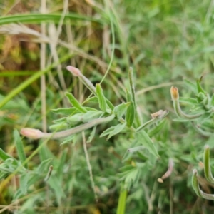 Epilobium billardiereanum subsp. cinereum at Jerrabomberra, ACT - 30 Mar 2022 04:17 PM