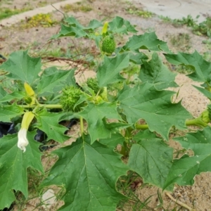 Datura stramonium at O'Malley, ACT - 30 Mar 2022