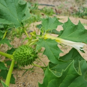 Datura stramonium at O'Malley, ACT - 30 Mar 2022