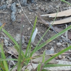 Scieropepla polyxesta (A Gelechioid moth (Xyloryctidae)) at Jindabyne, NSW - 12 Mar 2022 by Birdy
