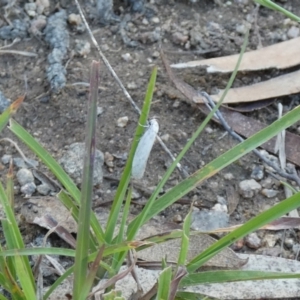 Scieropepla polyxesta at Jindabyne, NSW - suppressed