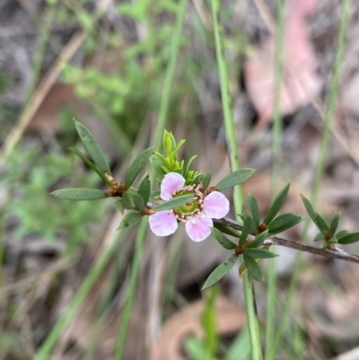 Gaudium multicaule (Teatree) at O'Connor, ACT - 30 Mar 2022 by NedJohnston