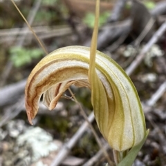 Diplodium truncatum (Little Dumpies, Brittle Greenhood) at Bruce, ACT - 30 Mar 2022 by Ned_Johnston