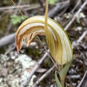 Diplodium truncatum at Bruce, ACT - suppressed