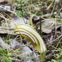 Diplodium truncatum at Bruce, ACT - suppressed