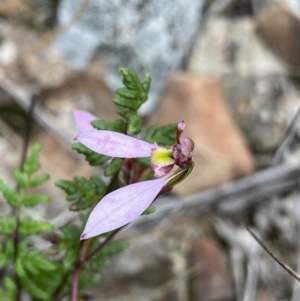 Eriochilus cucullatus at Bruce, ACT - suppressed