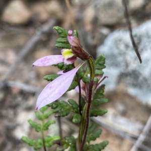 Eriochilus cucullatus at Bruce, ACT - suppressed