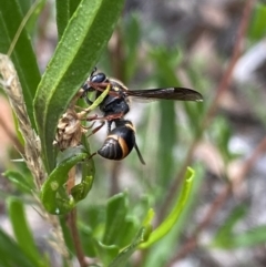 Eumeninae (subfamily) (Unidentified Potter wasp) at Bruce, ACT - 30 Mar 2022 by NedJohnston