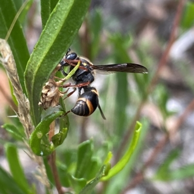 Eumeninae (subfamily) (Unidentified Potter wasp) at Bruce, ACT - 30 Mar 2022 by Ned_Johnston