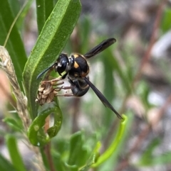 Eumeninae (subfamily) at Bruce, ACT - 30 Mar 2022