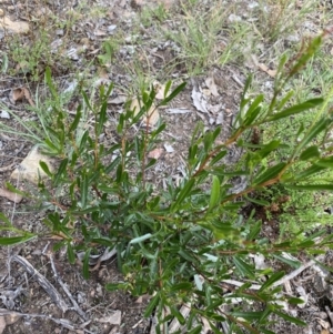 Dodonaea viscosa at Bruce, ACT - 30 Mar 2022