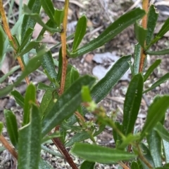 Dodonaea viscosa at Bruce, ACT - 30 Mar 2022 02:14 PM