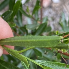 Dodonaea viscosa at Bruce, ACT - 30 Mar 2022