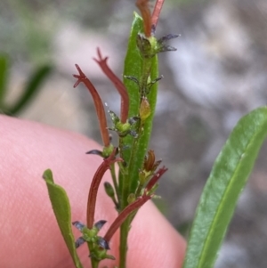 Dodonaea viscosa at Bruce, ACT - 30 Mar 2022 02:14 PM