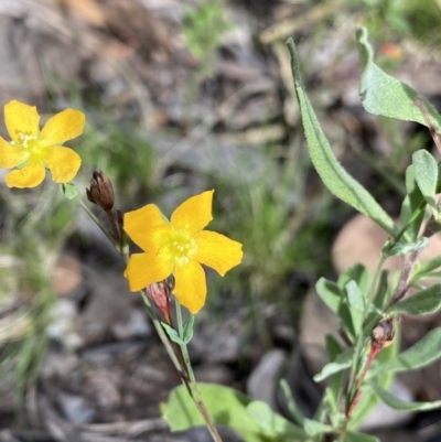 Hypericum gramineum (Small St Johns Wort) at Bruce, ACT - 30 Mar 2022 by Ned_Johnston