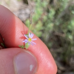 Vittadinia cuneata var. cuneata (Fuzzy New Holland Daisy) at Bruce, ACT - 30 Mar 2022 by Ned_Johnston