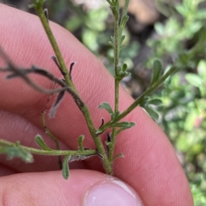 Vittadinia cuneata var. cuneata at Bruce, ACT - 30 Mar 2022