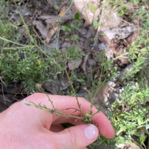 Vittadinia cuneata var. cuneata at Bruce, ACT - 30 Mar 2022