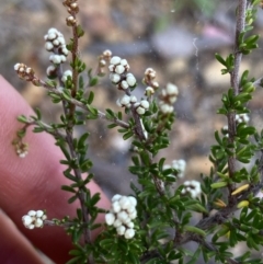 Cryptandra amara at Bruce, ACT - 30 Mar 2022