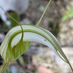 Diplodium ampliatum (Large Autumn Greenhood) at Bruce, ACT - 30 Mar 2022 by Ned_Johnston