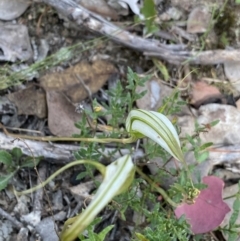 Diplodium ampliatum at Bruce, ACT - suppressed