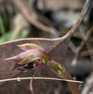 Chiloglottis reflexa at Acton, ACT - 30 Mar 2022