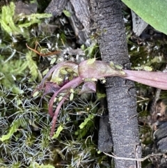 Chiloglottis reflexa at Acton, ACT - 30 Mar 2022