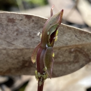 Chiloglottis reflexa at Acton, ACT - 30 Mar 2022