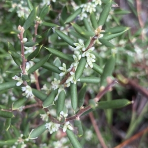 Monotoca scoparia at Acton, ACT - 30 Mar 2022