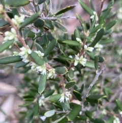 Monotoca scoparia at Acton, ACT - 30 Mar 2022