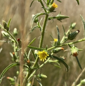 Dittrichia graveolens at Acton, ACT - 30 Mar 2022